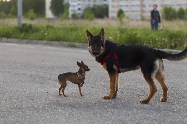 Russian toy terrier and a puppy Alsatian dog — Stock Photo, Image