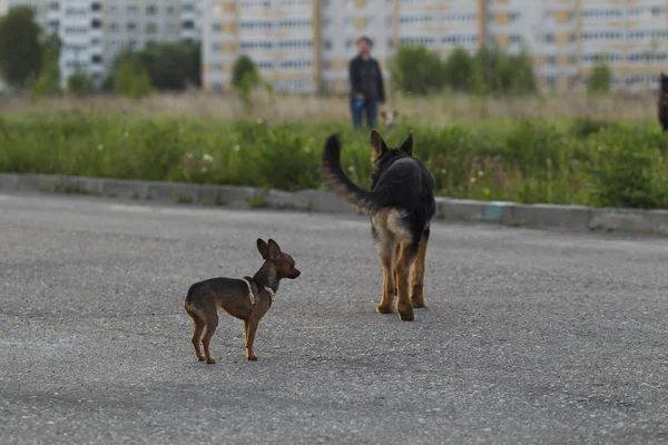 Русский игрушечный терьер и щенок эльзасская собака — стоковое фото