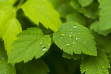 Yeşil yaprakların üzerindeki yağmur damlaları