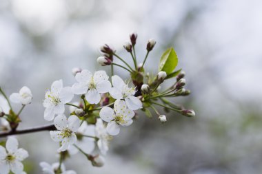 Beyaz kiraz çiçekleri, güneş ışığı, makro