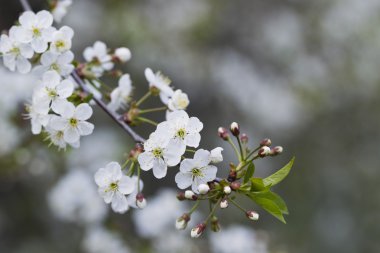 Beyaz kiraz çiçekleri, güneş ışığı, makro