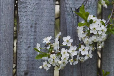 Beyaz kiraz çiçekleri, güneş ışığı, makro