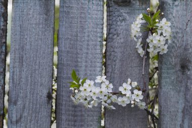 Beyaz kiraz çiçekleri, güneş ışığı, makro