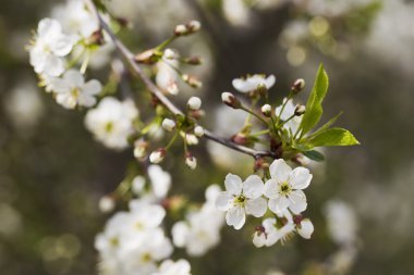 Beyaz kiraz çiçekleri, güneş ışığı, makro
