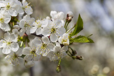 Beyaz kiraz çiçekleri, güneş ışığı, makro