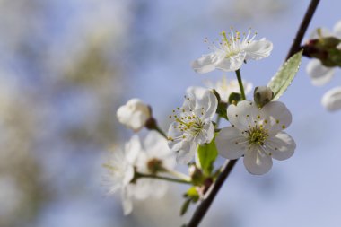 Beyaz kiraz çiçekleri, güneş ışığı, makro