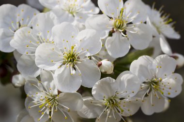 Beyaz kiraz çiçekleri, güneş ışığı, makro