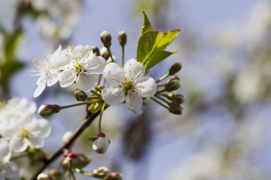 Beyaz kiraz çiçekleri, güneş ışığı, makro