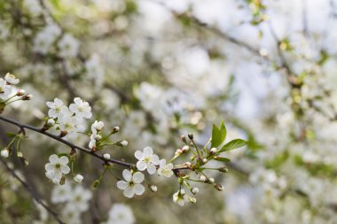 Beyaz kiraz çiçekleri, güneş ışığı, makro
