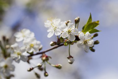Beyaz kiraz çiçekleri, güneş ışığı, makro
