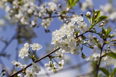 Beyaz kiraz çiçekleri, güneş ışığı, makro