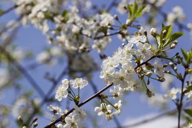 Beyaz kiraz çiçekleri, güneş ışığı, makro