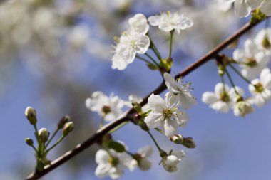 Beyaz kiraz çiçekleri, güneş ışığı, makro