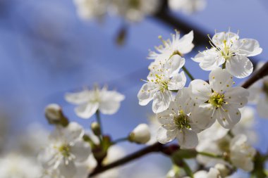Beyaz kiraz çiçekleri, güneş ışığı, makro