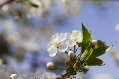 Beyaz kiraz çiçekleri, güneş ışığı, makro