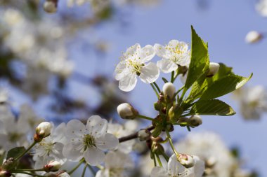 Beyaz kiraz çiçekleri, güneş ışığı, makro