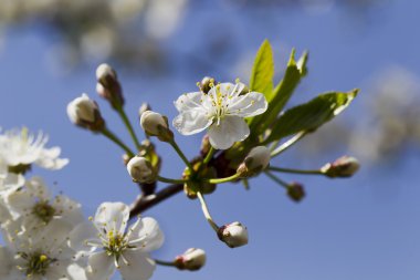 Beyaz kiraz çiçekleri, güneş ışığı, makro