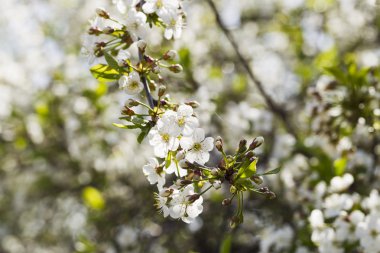 Beyaz kiraz çiçekleri, güneş ışığı, makro