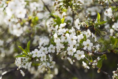 Beyaz kiraz çiçekleri, güneş ışığı, makro