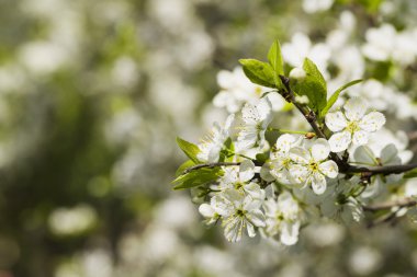 Çiçek açan Erik güneşli