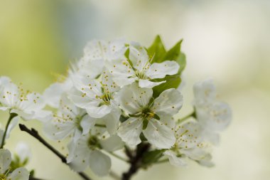 Çiçek açan Erik güneşli