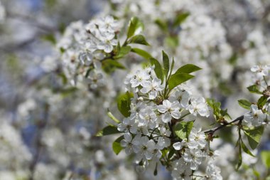 Beyaz kiraz çiçekleri, güneş ışığı, makro