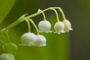 Orman lily vadi doğal ışık