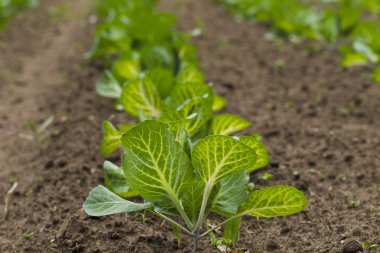 Lahana ile ekilen alan