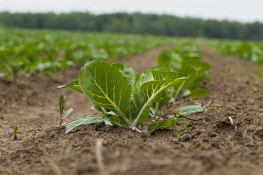 Lahana ile ekilen alan