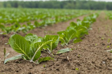 Lahana ile ekilen alan