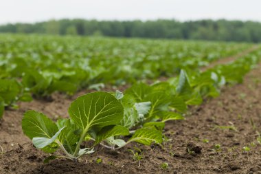 Lahana ile ekilen alan