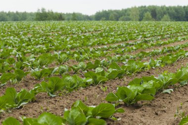 Lahana ile ekilen alan