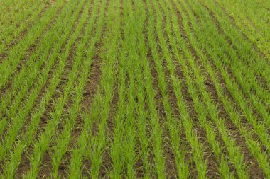 Ekilen çiftlik alanı