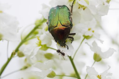 Beyaz çiçeklerdeki Böcek Cetonia aurata