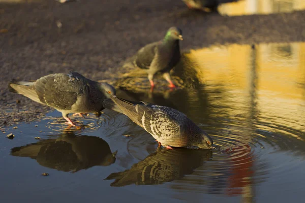 Güvercinler içme suyu su birikintileri, güneş ışığı