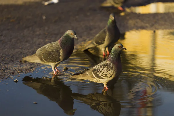 Güvercinler içme suyu su birikintileri, güneş ışığı