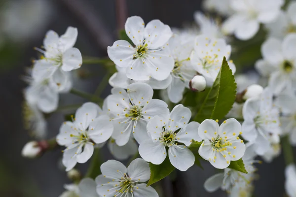 Flores de cerezo blanco, sol, Macro —  Fotos de Stock
