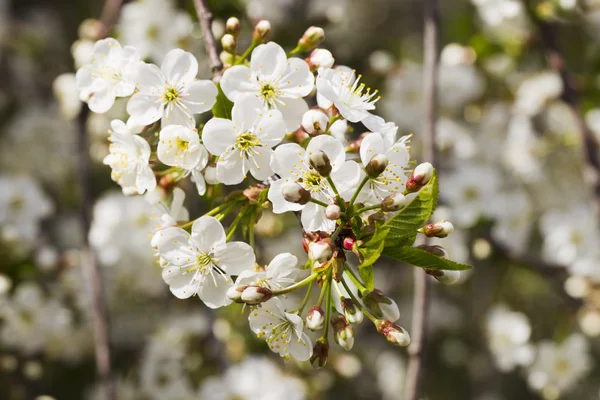 Flores de cerezo blanco, sol, Macro —  Fotos de Stock