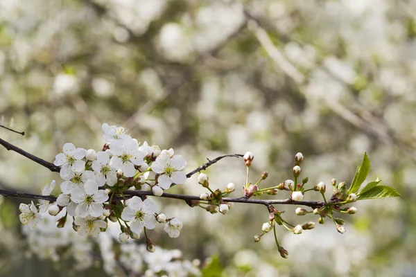 Beyaz kiraz çiçekleri, güneş ışığı, makro