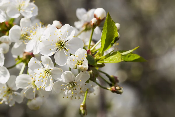 White cherry blossoms, sunshine, Macro — Stock Photo, Image