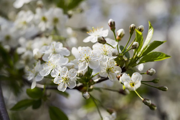 Flores de cerezo blanco, sol, Macro —  Fotos de Stock