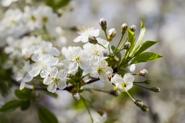 Flores de cerezo blanco, sol, Macro — Foto de Stock