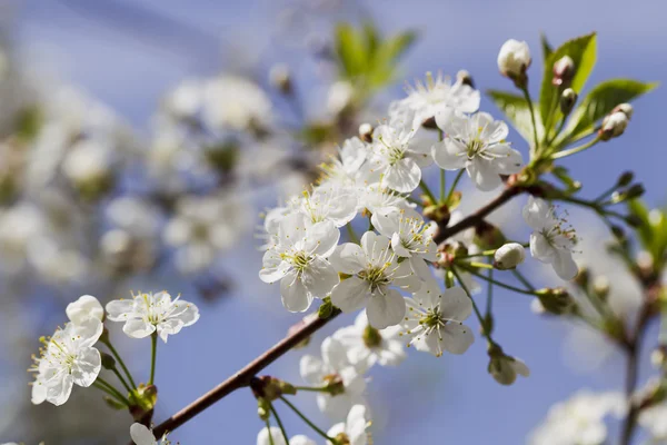 Beyaz kiraz çiçekleri, güneş ışığı, makro