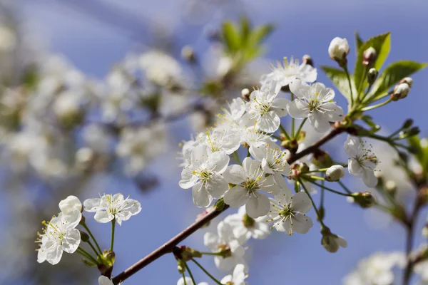 Białe wiśniowe kwiaty, słońce, makro — Zdjęcie stockowe