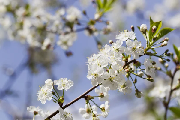 Fiori di ciliegio bianchi, sole, Macro — Foto Stock