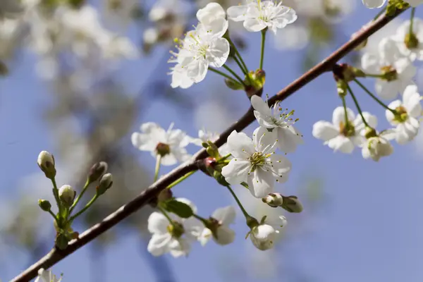 Flores de cerezo blanco, sol, Macro — Foto de Stock