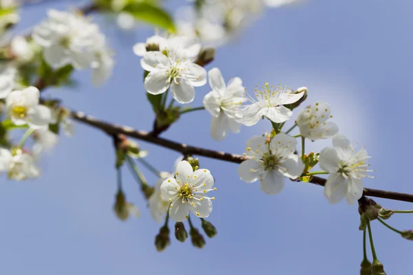 Fiori di ciliegio bianchi, sole, Macro — Foto Stock