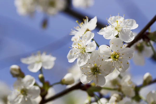 Białe wiśniowe kwiaty, słońce, makro — Zdjęcie stockowe