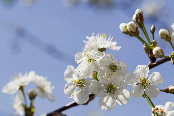 Flores de cerezo blanco, sol, Macro — Foto de Stock