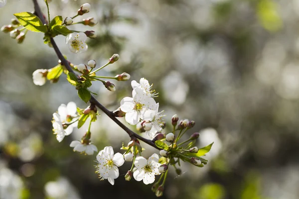 White cherry blossoms, sunshine, Macro — Stock Photo, Image